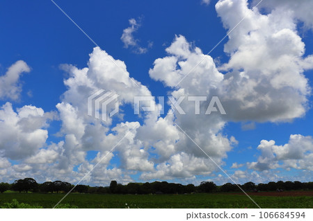 Summer blue sky, clouds, trees, field 106684594