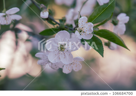 Cherry flowers blossoms Cherry flowers blossoms 106684700