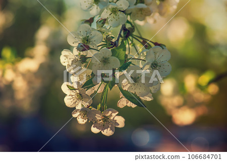Cherry flowers frame Cherry flowers frame 106684701