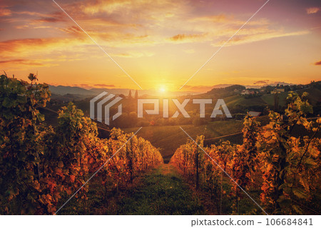 Vineyards row in Slovenia Vineyards row in Slovenia 106684841