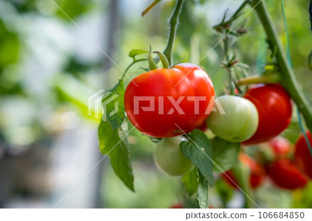 Red, ripe and green large tomatoes on a bush in a greenhouse. Tomatoes in a greenhouse. Plantation of tomatoes. Organic farming, growth of young tomato plants in a greenhouse. Red, ripe and green large tomatoes on a bush in a greenhouse. Tomatoes in a greenhouse. Plantation of tomatoes. Organic farming, growth of young tomato plants in a greenhouse. 106684850