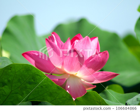 藍天上的蓮花 106684866