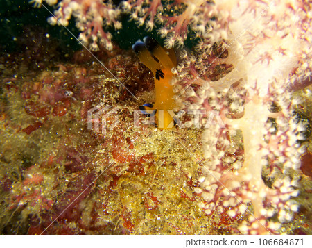 Pikachu nudibranch hiding in soft coral Pikachu nudibranch hiding in soft coral 106684871