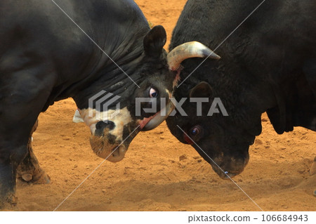 bull fight 106684943