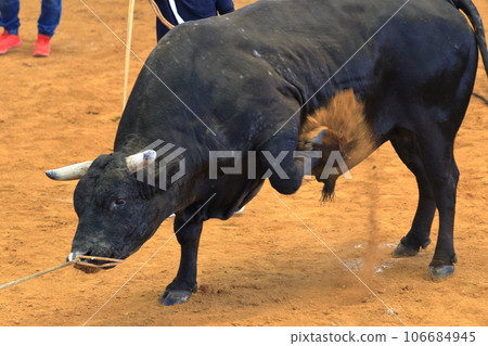 bullfight raising dust bullfight raising dust 106684945