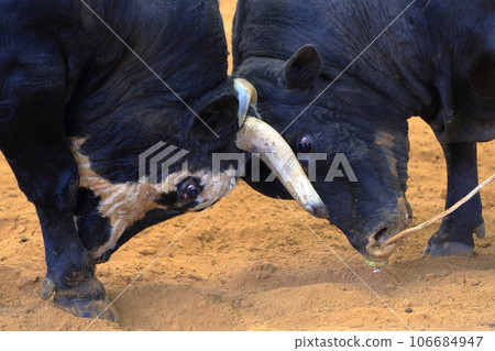 鬥牛時牛角的碰撞 106684947