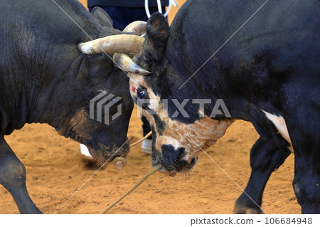 一場鬥牛激烈戰鬥的特寫 106684948