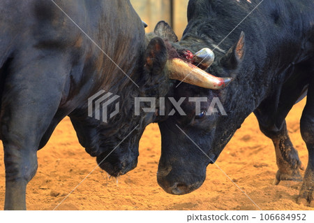A serious bullfight 106684952