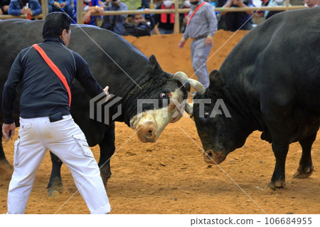 Bullfighting 106684955