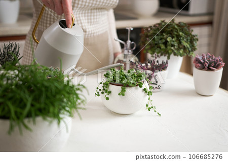 Woman watering Potted Senecio Rowley house plant in white ceramic pot on a table indoors 106685276