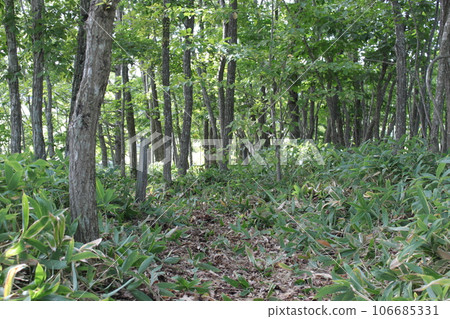 Hokkaido Atsuma town wooded area Hokkaido Atsuma town wooded area 106685331