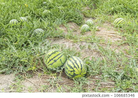 Close-up of watermelons growing in farmland in Yunlin, Taiwan. 106685346