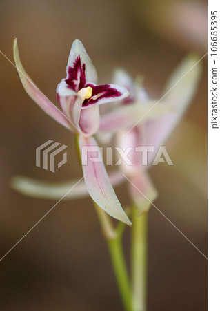 Mayalan Mayalan 106685395