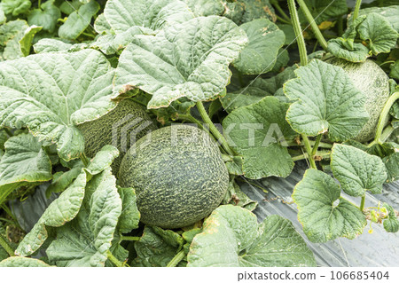Close-up of cantaloupes growing in farmland in Yunlin, Taiwan. 106685404