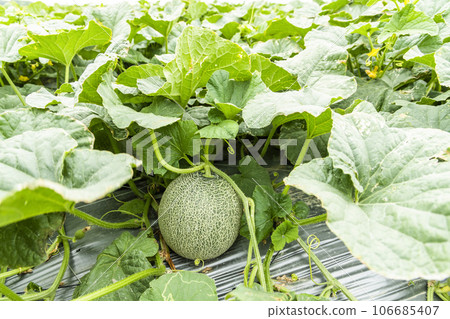 Close-up of cantaloupes growing in farmland in Yunlin, Taiwan. 106685407