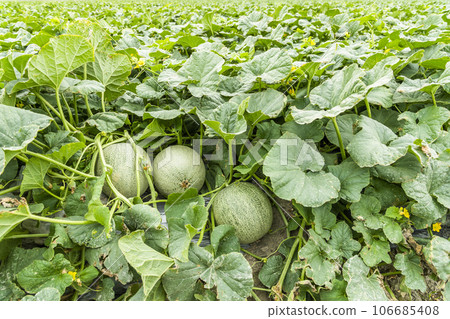 Close-up of cantaloupes growing in farmland in Yunlin, Taiwan. 106685408
