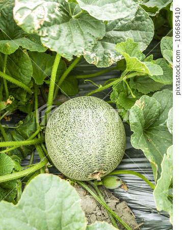 Close-up of cantaloupes growing in farmland in Yunlin, Taiwan. 106685410