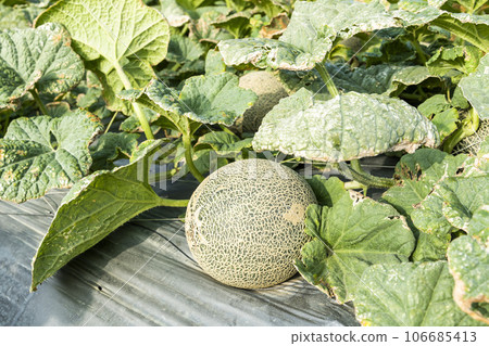 Close-up of cantaloupes growing in farmland in Yunlin, Taiwan. Close-up of cantaloupes growing in farmland in Yunlin, Taiwan. 106685413