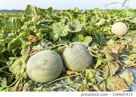 Close-up of cantaloupes growing in farmland in Yunlin, Taiwan. 106685415