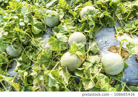Close-up of cantaloupes growing in farmland in Yunlin, Taiwan. 106685416