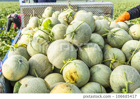 Freshly harvested cantaloupes are placed on a truck in Yunlin, Taiwan. 106685417