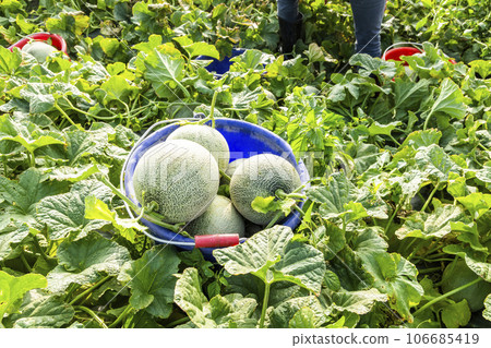 Freshly harvested cantaloupes are placed in farmland in Yunlin, Taiwan. 106685419