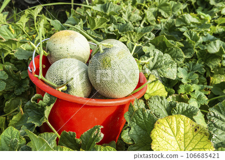 Freshly harvested cantaloupes are placed in farmland in Yunlin, Taiwan. Freshly harvested cantaloupes are placed in farmland in Yunlin, Taiwan. 106685421