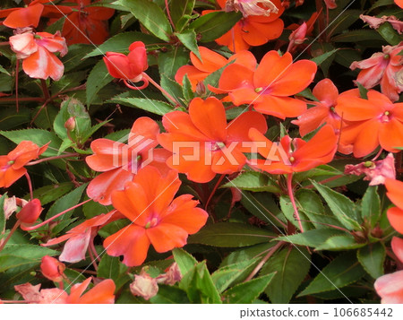 Environmental purification plant Sunpatiens flower Environmental purification plant Sunpatiens flower 106685442