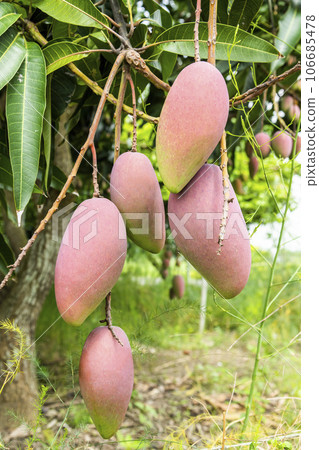 Close-up of mango fruits on the mango tree in Tainan, Taiwan. Close-up of mango fruits on the mango tree in Tainan, Taiwan. 106685478