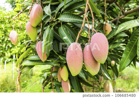 Close-up of mango fruits on the mango tree in Tainan, Taiwan.  106685480