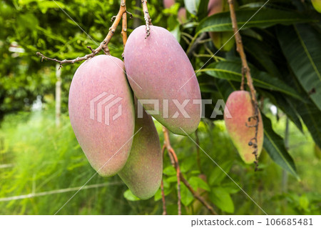 Close-up of mango fruits on the mango tree in Tainan, Taiwan.  106685481