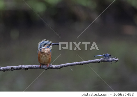 翠鳥意識到蜻蜓 106685498