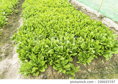 View of Fresh Spinach growing a vegetable garden in Yunlin, Taiwan.  106685597