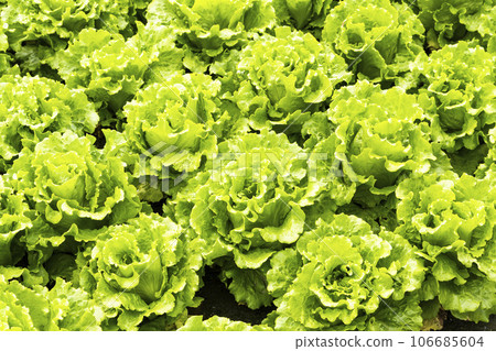 Fresh Fushan lettuce is soon to be harvested in the farmland of Taiwan. 106685604
