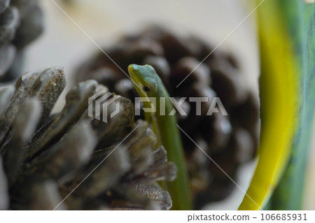 Ao Kana snake Ao Kana snake 106685931