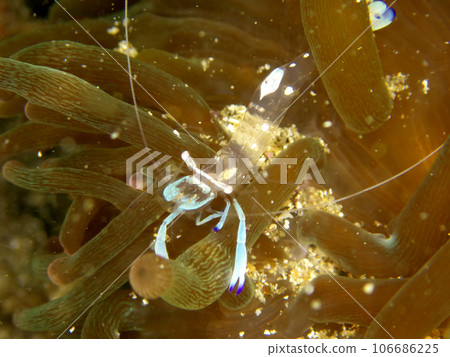 Transparent shrimp peeking out from an anemone Transparent shrimp peeking out from an anemone 106686225