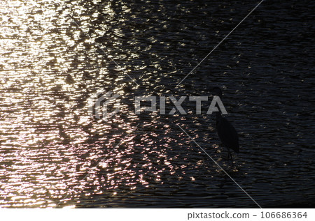 White egret at the river at dusk White egret at the river at dusk 106686364