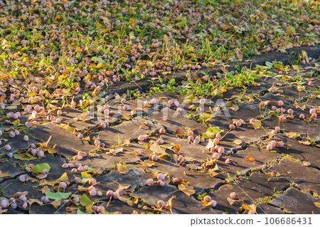 Many nuts that fell on the ground [Ginkgo biloba/Ginkgo biloba] 106686431