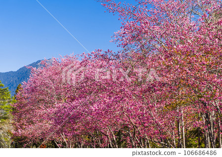 Landscape of pink cherry blossoms at the Sakura gardens of Wuling Farm in Taichung Shei-Pa National Park, Taiwan. 106686486
