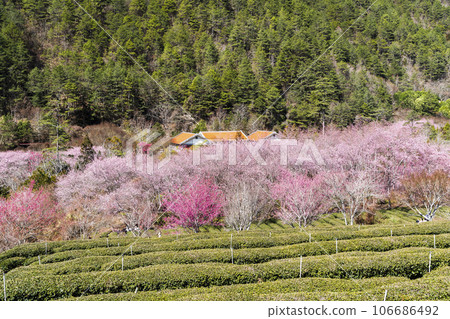 Landscape of pink cherry blossoms at the Sakura gardens of Wuling Farm in Taichung Shei-Pa National Park, Taiwan. 106686492