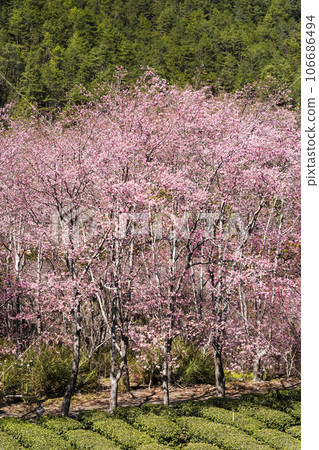 Landscape of pink cherry blossoms at the Sakura gardens of Wuling Farm in Taichung Shei-Pa National Park, Taiwan. Landscape of pink cherry blossoms at the Sakura gardens of Wuling Farm in Taichung Shei-Pa National Park, Taiwan. 106686494