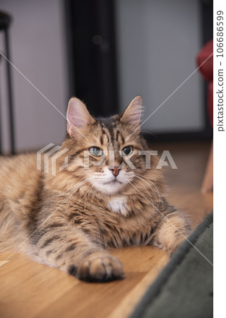 Ginger cat lying on the wooden floor in a living room. The fat cat is resting. Sweet fluffy kitten at home. Close-up . Ginger cat lying on the wooden floor in a living room. The fat cat is resting. Sweet fluffy kitten at home. Close-up . 106686599