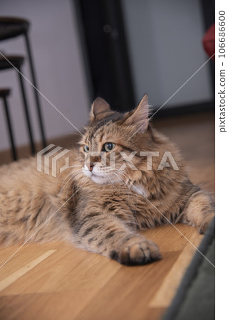 Ginger cat lying on the wooden floor in a living room. The fat cat is resting. Sweet fluffy kitten at home. Close-up . Ginger cat lying on the wooden floor in a living room. The fat cat is resting. Sweet fluffy kitten at home. Close-up . 106686600