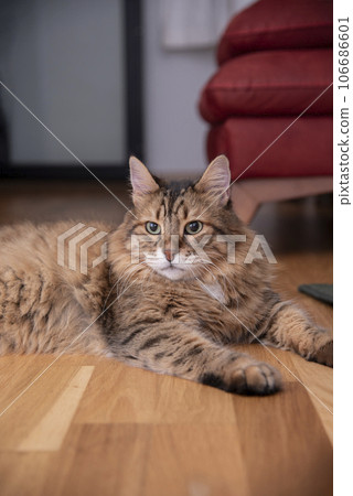 Ginger cat lying on the wooden floor in a living room. The fat cat is resting. Sweet fluffy kitten at home. Close-up . Ginger cat lying on the wooden floor in a living room. The fat cat is resting. Sweet fluffy kitten at home. Close-up . 106686601