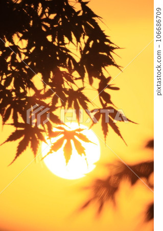 以清晨的陽光為背景 以清晨的陽光為背景 106686709