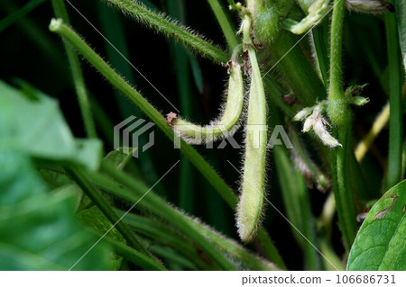 九月初，黑豆 (Tambaguro) 豆莢開始生長 106686731