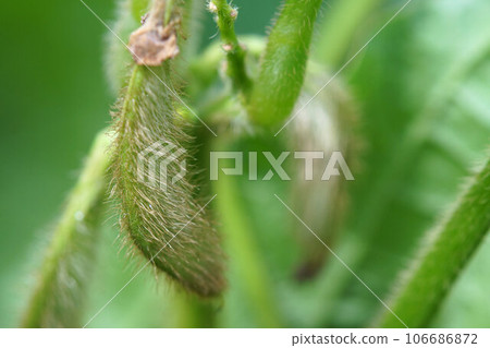 九月初,黑豆(Tambaguro)花已盛開,結莢。 九月初,黑豆(Tambaguro)花已盛開,結莢。 106686872