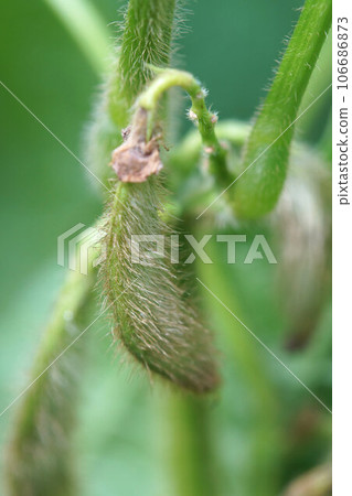 九月初，黑豆（Tambaguro）花已盛開，結莢。 106686873