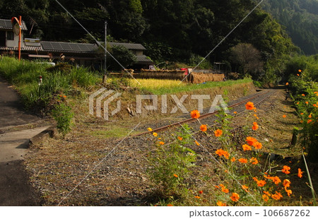 Cosmos flowers and abandoned railway tracks 106687262