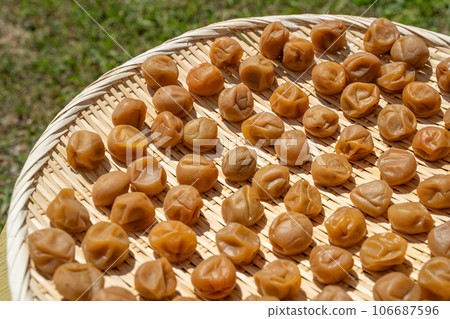 道約正在曬乾的李子 106687596